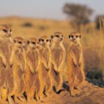 Botswana1 Botswana1