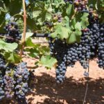 WeinBodegaMallorca WeinBodegaMallorca